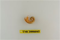 藏品(綠色細螯寄居蟹)的圖片